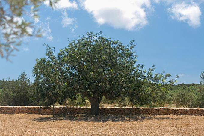 Apartmán Ca Na Maria Teueta San Ferrán de ses Roques Exteriér fotografie