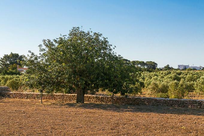 Apartmán Ca Na Maria Teueta San Ferrán de ses Roques Exteriér fotografie