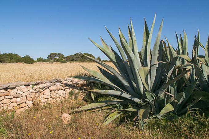 Apartmán Ca Na Maria Teueta San Ferrán de ses Roques Exteriér fotografie